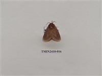 藏品(銀灰帶刺蛾)的圖片